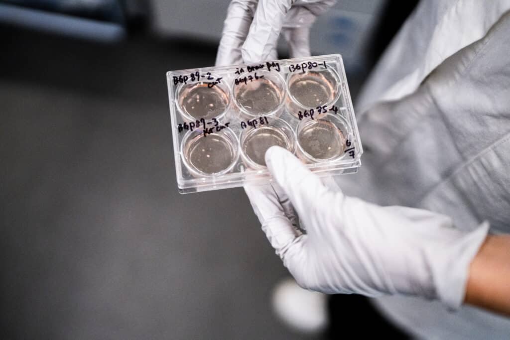 lager minihjerner i laboratorie