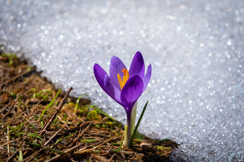 Lilla krokus stikker opp fra vinteren. Via Unsplash, Foto: Luka Savcic